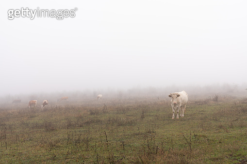 Herd of cows grazed among the meadow in fog 이미지 (1194940624) - 게티이미지뱅크