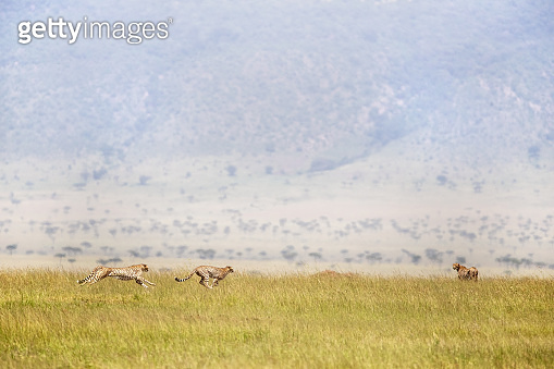 Three cheetahs running through the Masai Mara, Kenya. The cheetah is