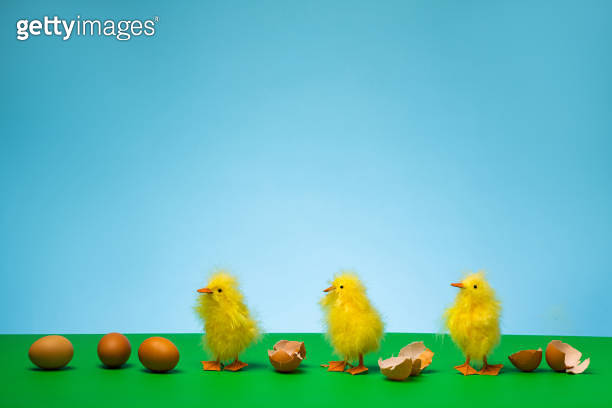 Baby Chicks Hatching Out of Their Shells (1138710982) - 게티이미지뱅크