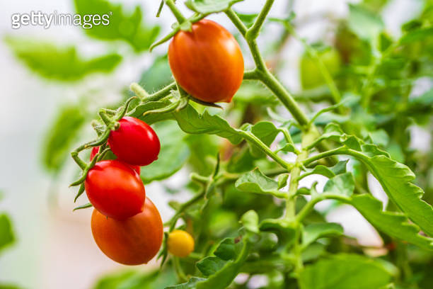 Fresh ripe red and not ripe yet tomatoes hanging on the vine of a ...