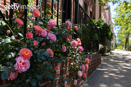 Pass Along Roses Beautiful Pink Rose Bush during Spring in a Garden along the Sidewalk ...