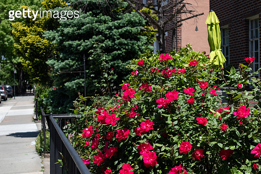 Pass Along Roses Beautiful Red Roses during Spring along a Neighborhood Sidewalk in ...