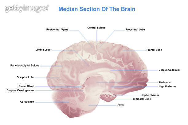 Median Section Of The Brain, Anatomy Of The Human Brain (1219001143 ...