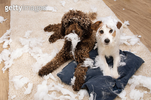 Dog mischief. Two dogs with innocent expression after bited a pillow ...