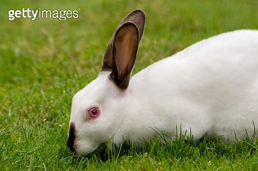Young White Albino Rabbit on Grass 이미지 (1281318336) - 게티이미지뱅크