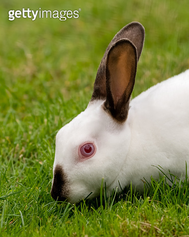 Young White Albino Rabbit on Grass 이미지 (1281318322) - 게티이미지뱅크