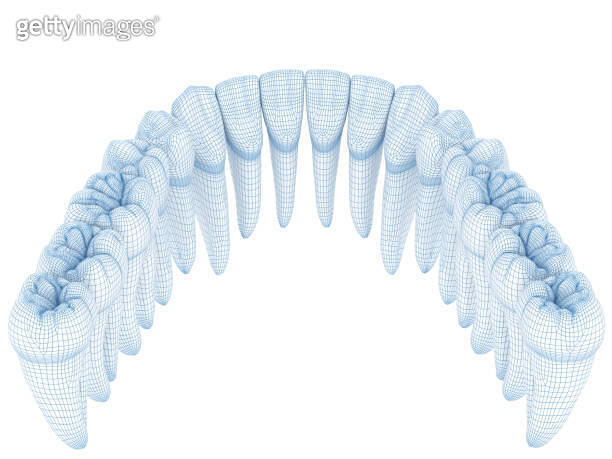 Transparent Tooth Wire Morphology of mandibular teeth. Wire 3d model illustration (1221090986 ...