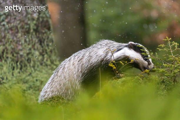 Side view of the European Badger searching for food 이미지 (1212782317 ...