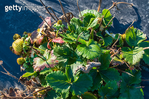 Strawberry field in November. There are still almost ripe berries on ...