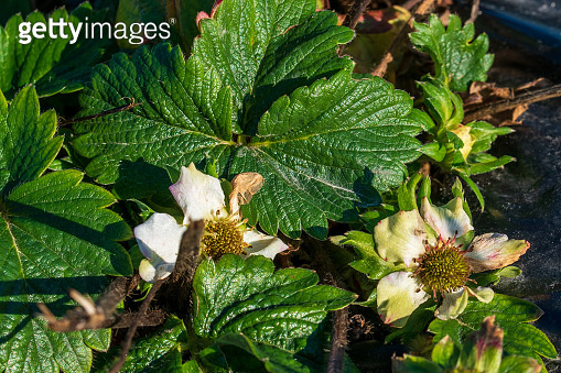 Strawberry field in November. There are still almost ripe berries on ...