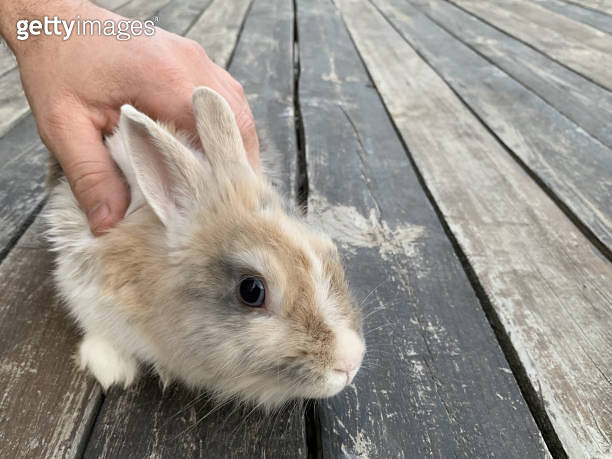 Terrace Rabbit Gray rabbit on a wooden floor. Pet with big ears. A hare is sitting on ...