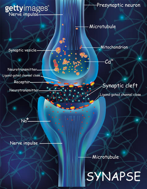 Anatomy synapse cells. Transmission signal of impulse in a living ...
