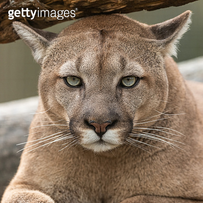 Portrait of a cougar in the forest 이미지 (1210779357) - 게티이미지뱅크