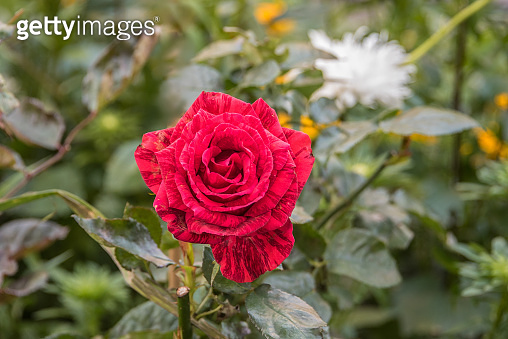 Variegated red rose in the garden 이미지 (1220972179) - 게티이미지뱅크