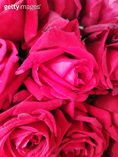 Natural red roses floral background 이미지 (1227262555) - 게티이미지뱅크