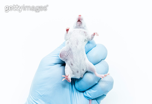 Tumor bearing Balb/c white mice on the scientist researcher's blue ...