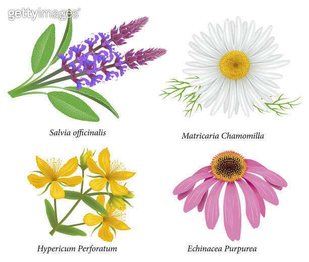 Echinacea, Sage, DaisyChamomile, St. John's Wort, flower head 이미지