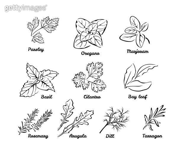 Set of herbs. Black and white vector illustration isolated. Outline