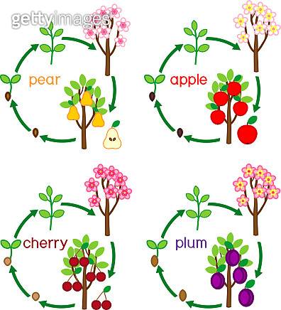 Set with life cycles of different garden fruit trees (apple, pear, plum ...