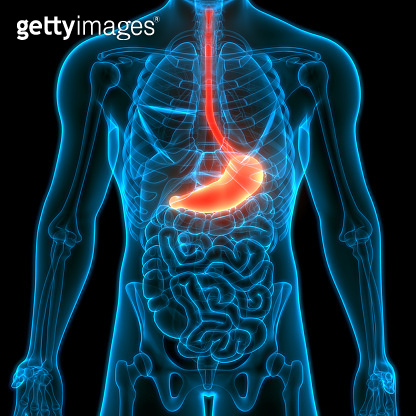 Human Digestive System Stomach Anatomy 이미지 (1223310896) - 게티이미지뱅크