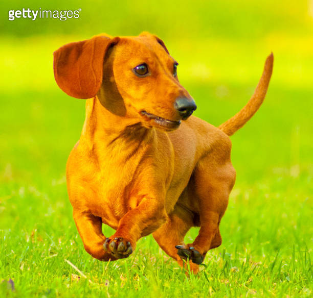 Miniature Dachshund Dog 이미지 (1201198756) 게티이미지뱅크