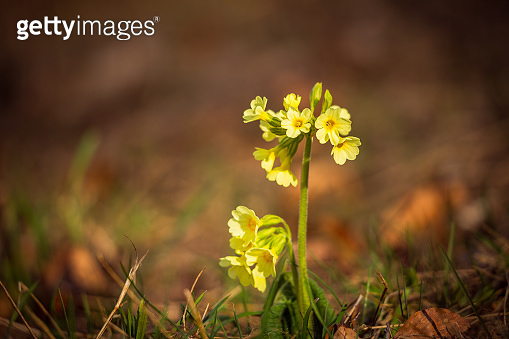 cowslip-primrose-latin-name-primula-veris-1253860392