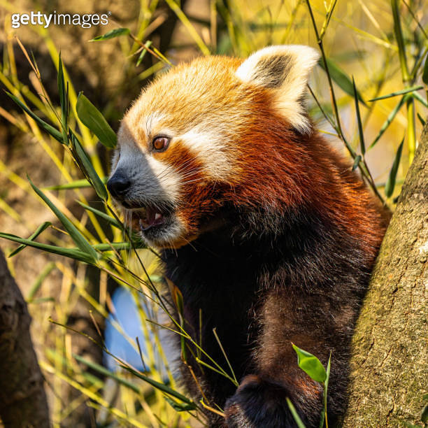 The red panda, Ailurus fulgens, also called the lesser panda ...