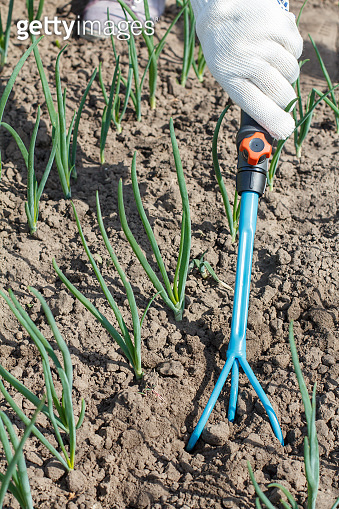Farmer is loosening soil around the onions using hand garden rake ...