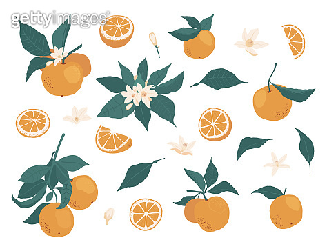 Set of whole oranges on a branch with leaves and pieces, flowers ...