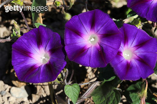 Morning Glory Flower. Beautiful wallpapers. 이미지 (1282429978) - 게티이미지뱅크