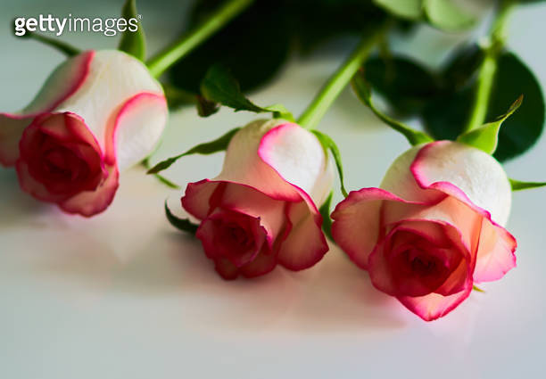 bouquet-of-roses-flowers-stands-on-a-black-background-1225082588