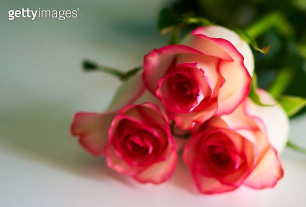 bouquet-of-roses-flowers-stands-on-a-black-background-1225082618
