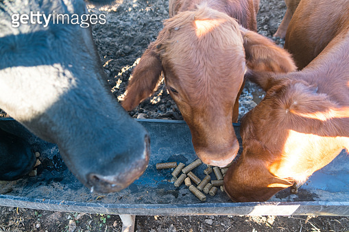 Young Brown cow getting into the Feeding frenzy (1200537113) - 게티이미지뱅크
