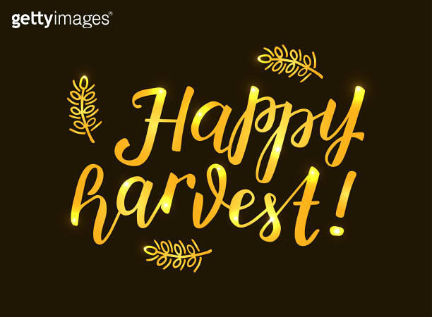 Happy Harvest hand written Lettering with wheat spikes. For greeting ...