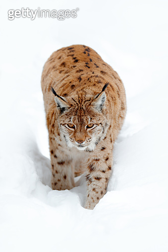 Lynx walking in snow. Portrait of Eurasian Lynx in winter. Wildlife ...