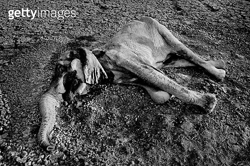 Dead Elephant at Mana Pools NP, Zimbabwe in Africa. Big carcass animal ...