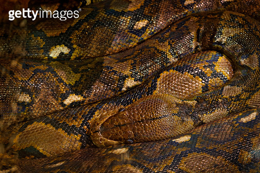 Reticulated python, Python reticulatus, Southeast Asia. World's longest ...