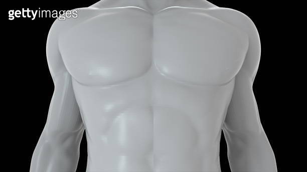 3 Body Rendering Model of the human body from head to toe, computer generated. 3d ...