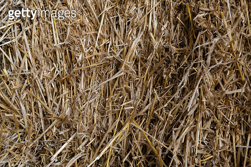 Hay texture. Stacked hay bale. Harvesting in agriculture (1266430010 ...