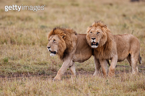 male lion on the plains of the Masai Mara National Reserve 이미지 ...
