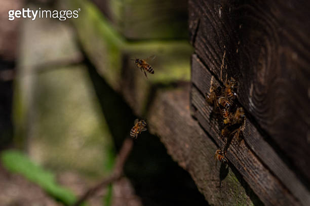 Honeybee beehive with bees swarming back to the nest (1218551672) - 게티이미지뱅크