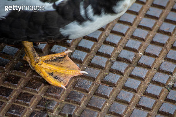 close up muscovy duck yellow claw on metal lit 이미지 (1290100436) - 게티이미지뱅크