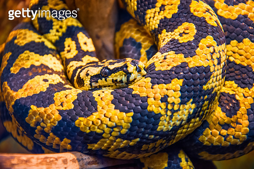 Carpet python with yellow-black colors, close-up view. 이미지 (1210141723 ...