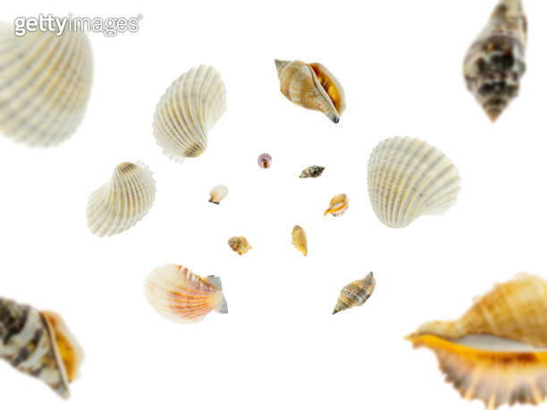 Summer concept background. Sea shells falling. Tropical starfish ...