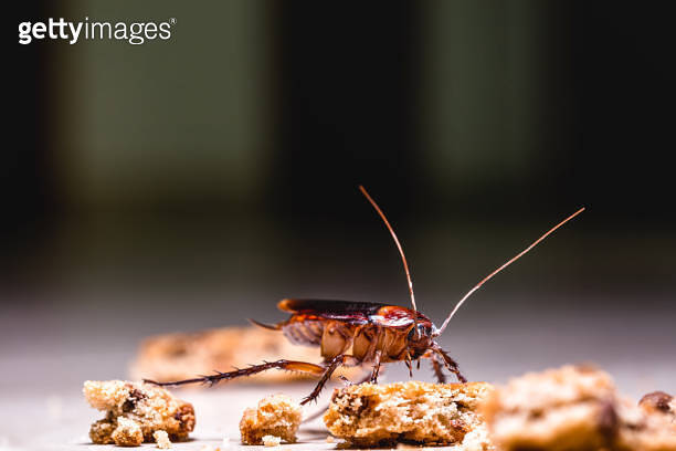 American cockroach walking around the house at night, eating scraps of ...