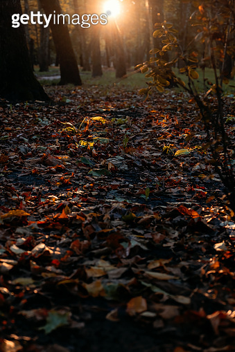Vertically Fall Vertical fall autumn nature background with leaves and sunset sun ...