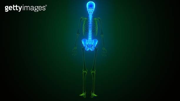 Skull And Ribs 3d illustration of Axial skeleton Include : skull , vertebral column ...