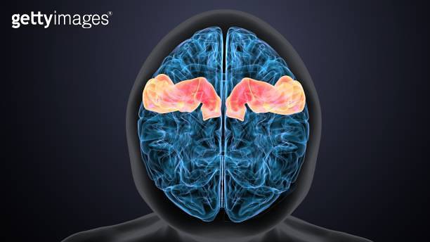 3d render of human brain intersection anatomy (1222198632) - 게티이미지뱅크