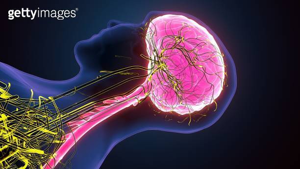 3d illustration of male human body skeleton with brain nerves system ...