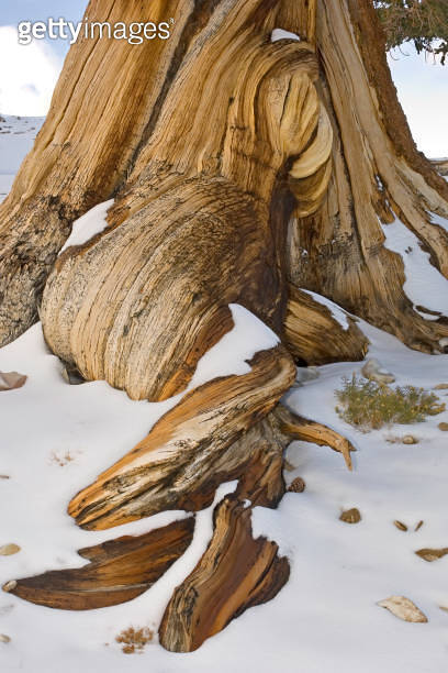Parts of a Bristlecone Pine Tree, Pinus longaeva, White Mountains of ...